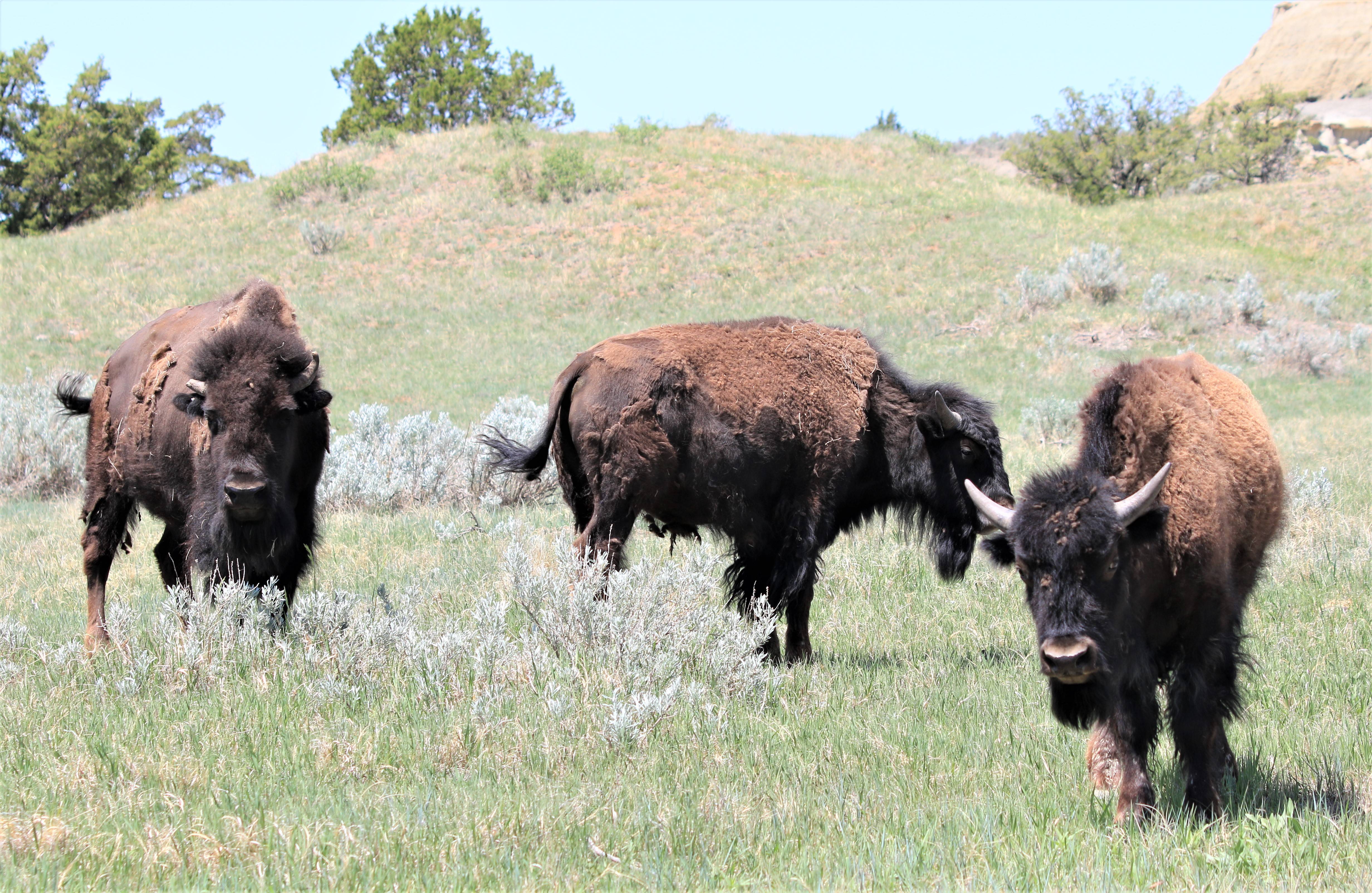 Theodore Roosevelt NP